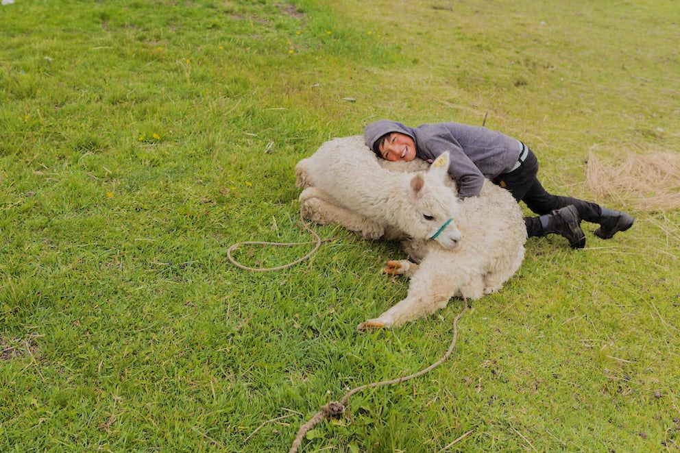 Michael, 10, in Ecuador demonstrates how huggable alpacas can be.