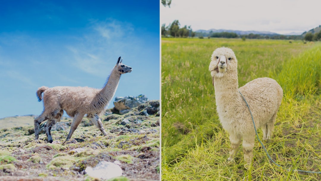 Alpacas vs Llamas: What's the Difference? | Heifer International