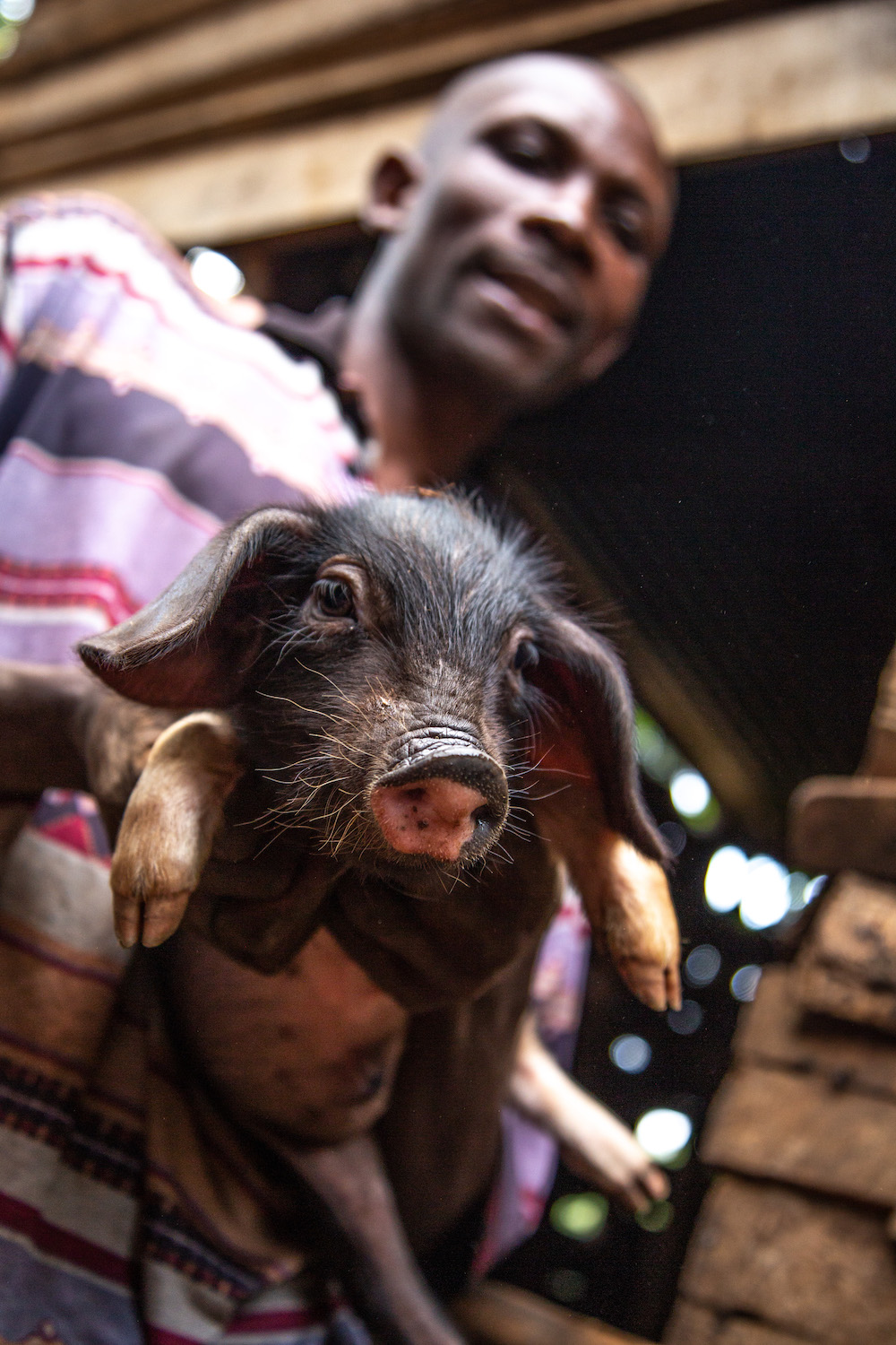 A man holds a black piglet with floppy ears and wiry whiskers.
