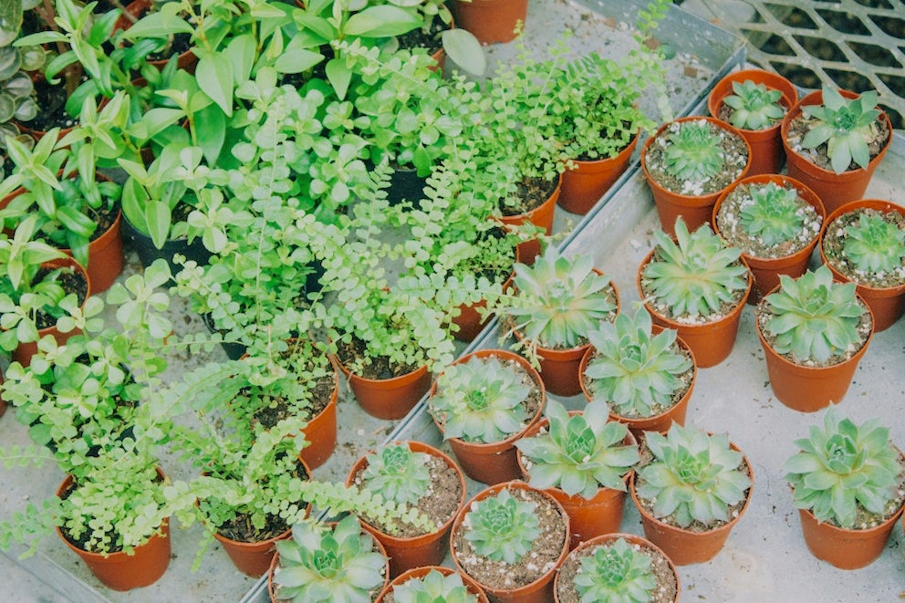 Pot Growing 101: Container Gardening Basics
