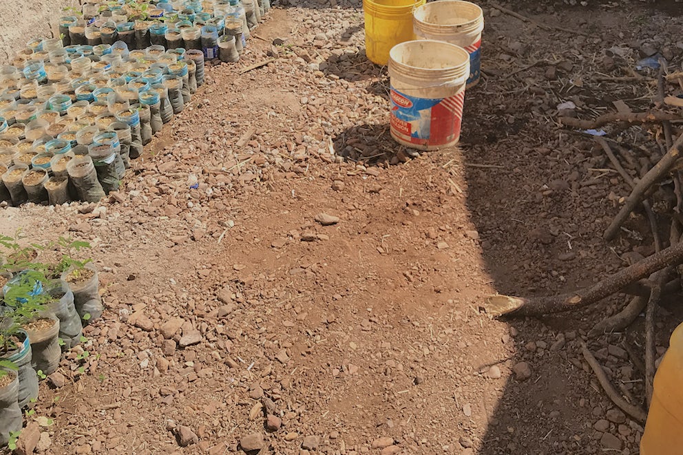 This is the gardening setup at Jitegemee Primary School. Buckets for germinating seeds along with hundreds of seedlings that are basking in the Tanzanian sun.