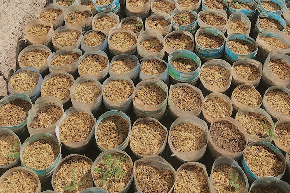 Freshly planted and mulched seedlings.
