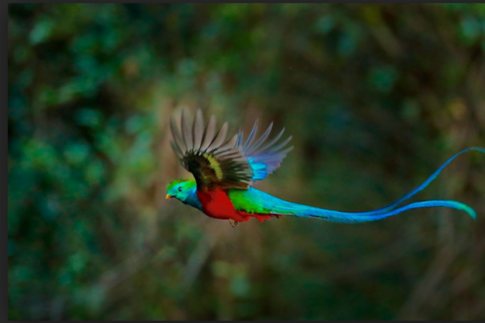 The name of the Quetzal, Guatemala's rare national bird, comes from a phrase meaning large, brilliant tail feather. The Maya considered the bird to be sacred and used its feathers as a form of currency. Today, Guatemalan money is called quetzal.
