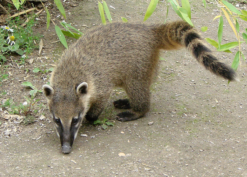 A young Ring Tailed Coati (Nasua nasua). Amiens Zoo.