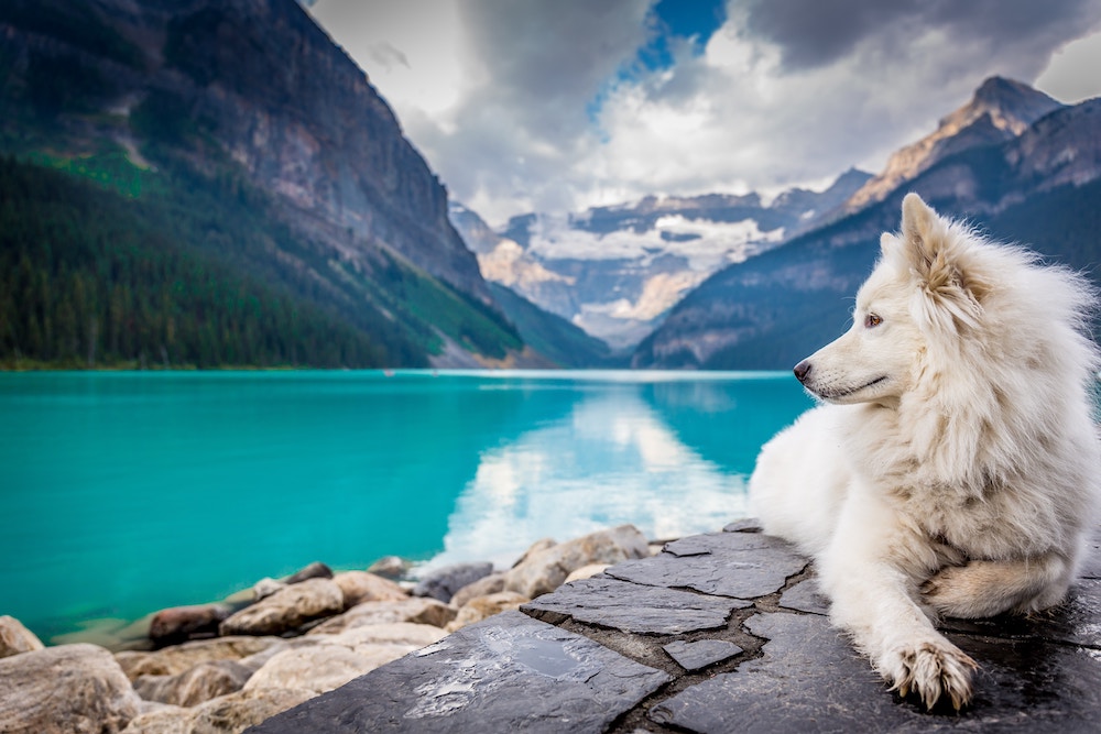 A white, fluffy dog looks over a beautiful natural lake environment.