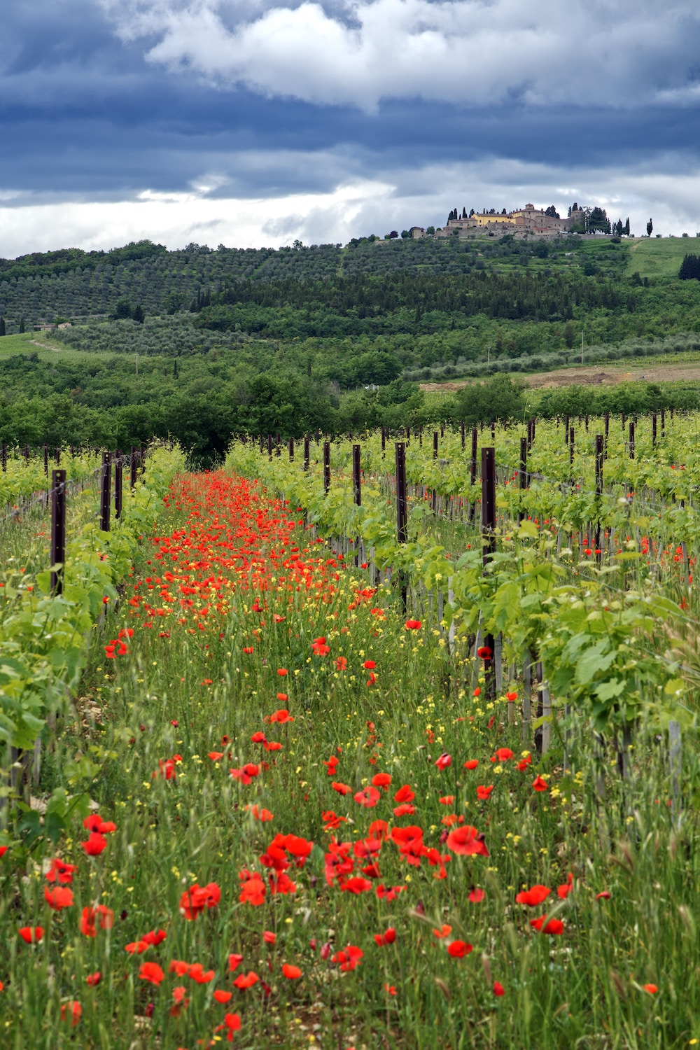 A row of poppies in a crop field.