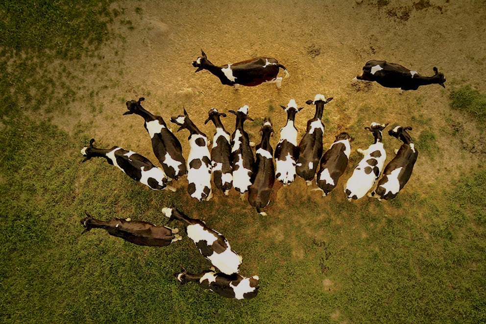 How Livestock Might Be the Secret to Restoring Our Soil