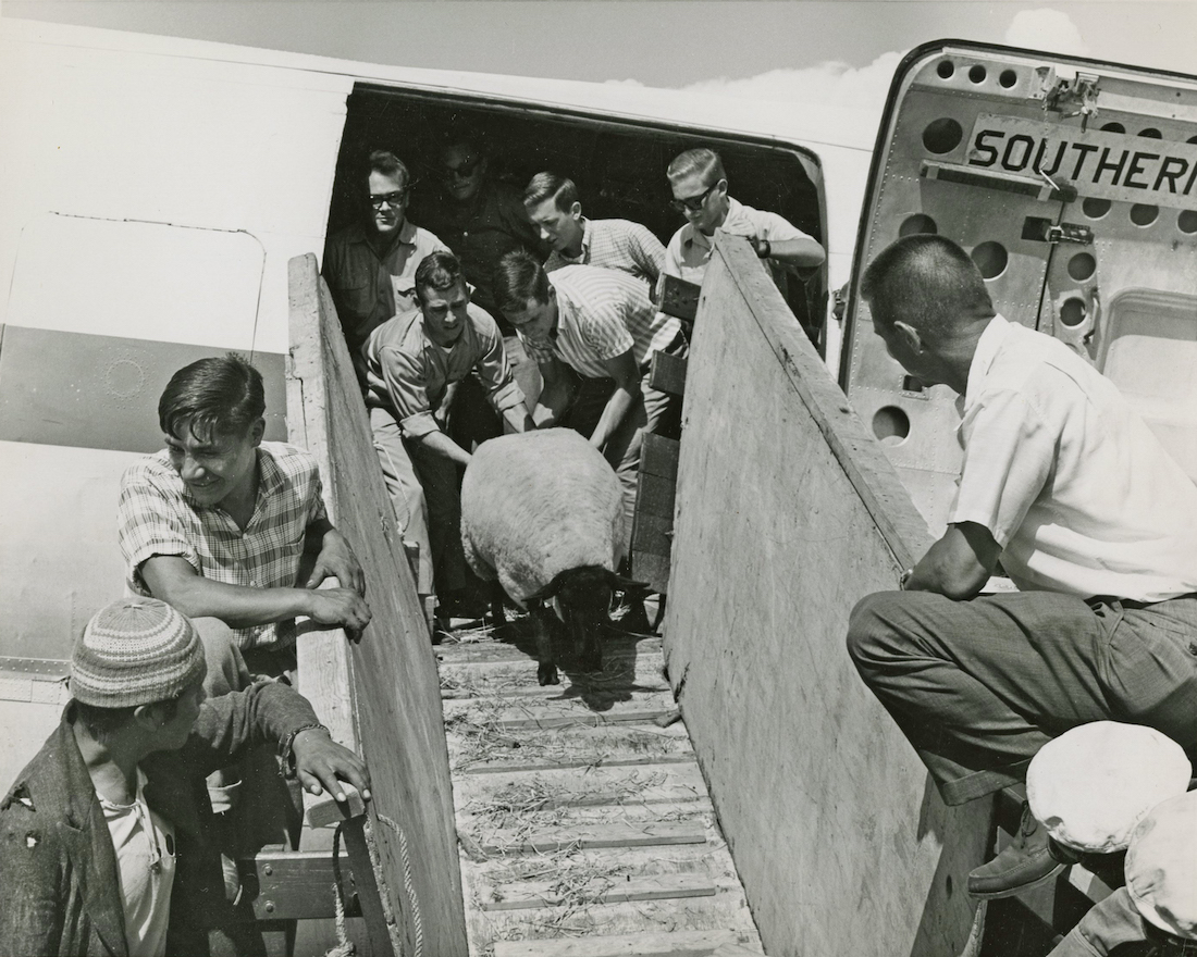 A group of volunteers help a sheep down a ramp.