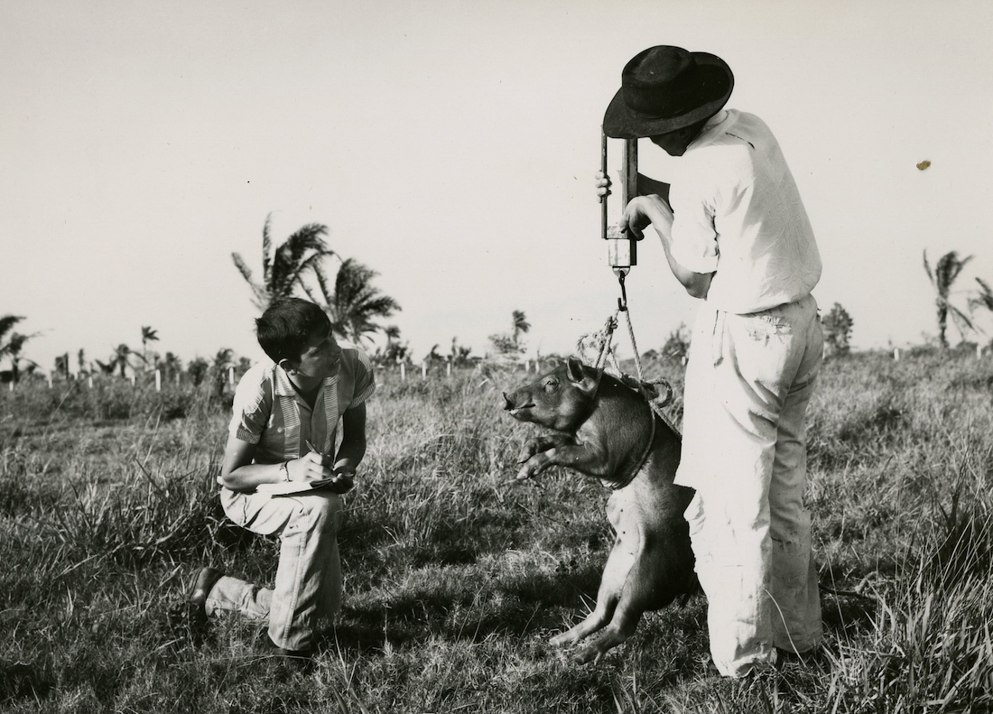 A man weighs a pig in a field while a teen boy writes it down on a notepad.