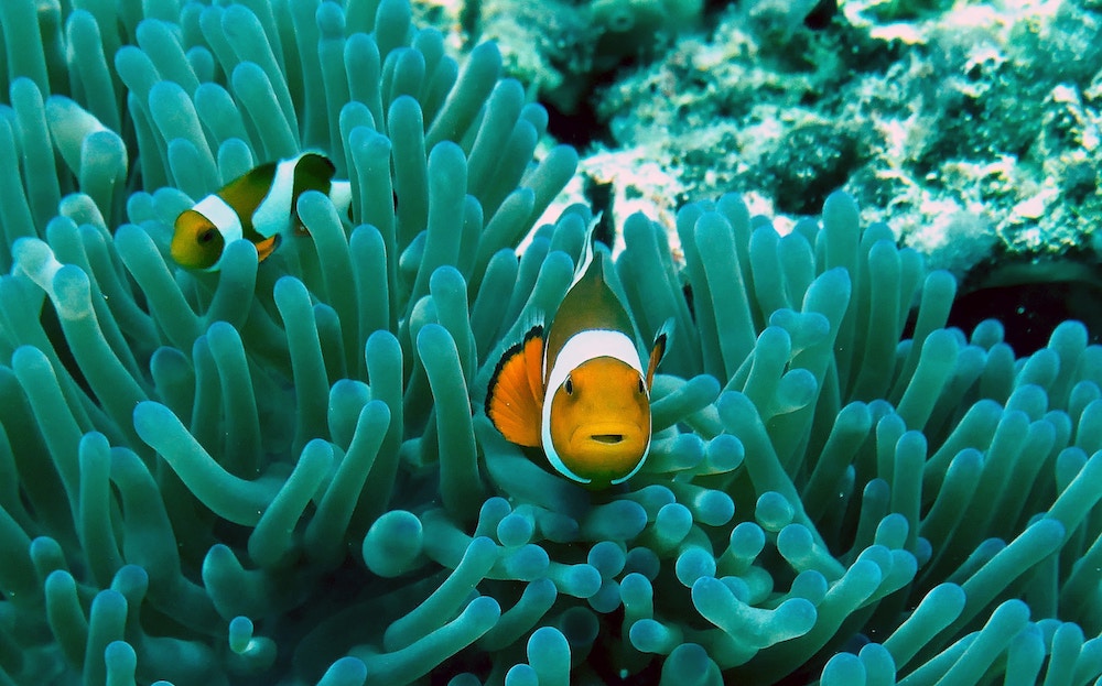 Two clownfish in a coral reef.