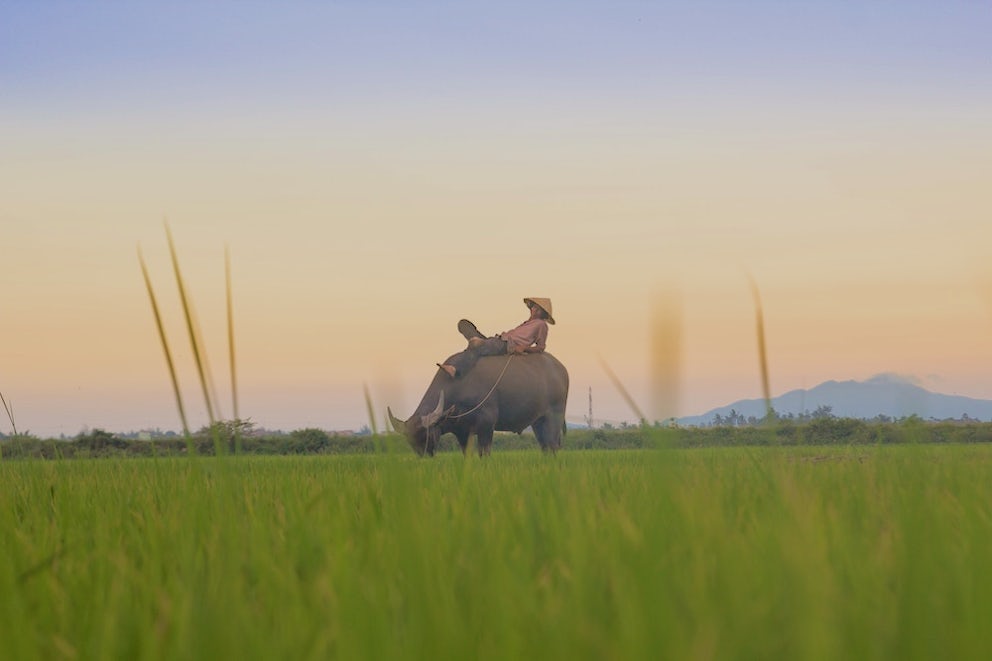 5 Things You Didn't Know About Water Buffalo