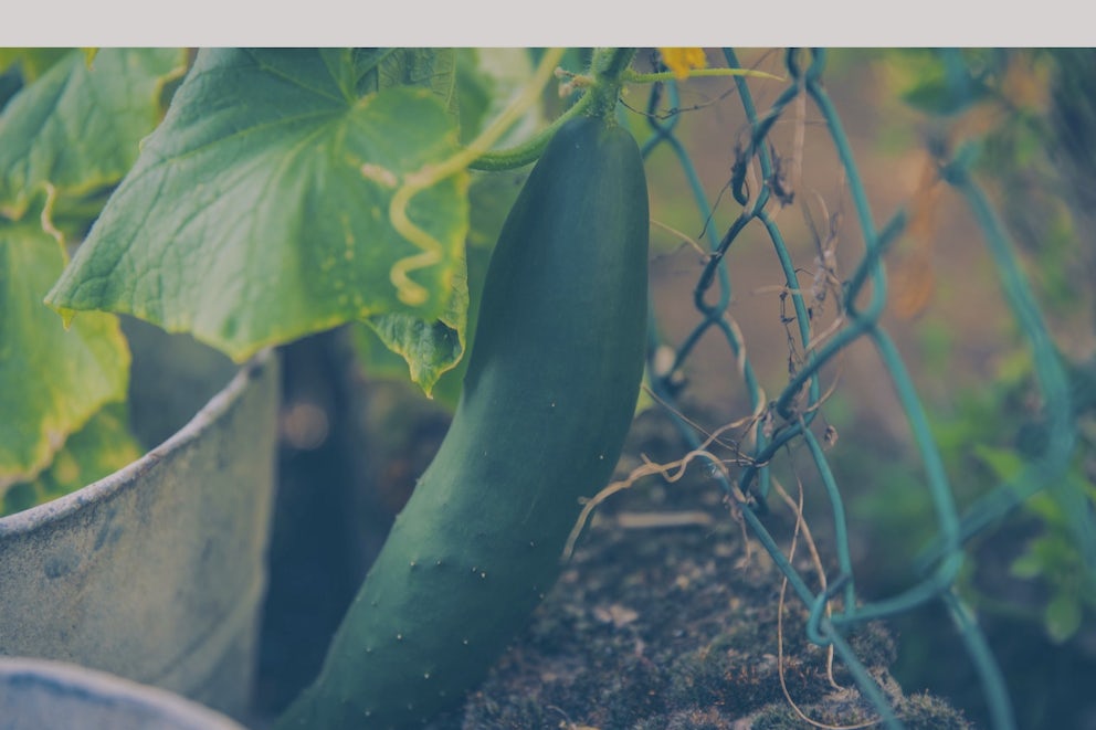 Pickle your yard with vinegar and salt to keep weeds away. But be careful not to get any of the brine on the plants you want to keep!