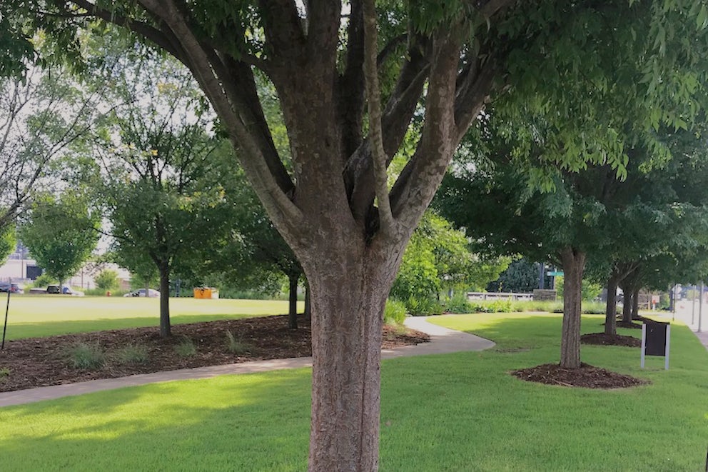 Smother weeds with a thick layer of mulch.