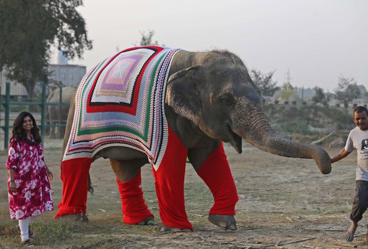 Two people guide a smiling elephant, who wears crocheted attire.