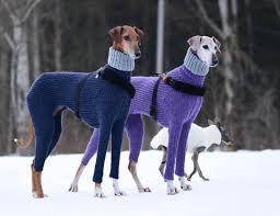 Two dogs with sweaters stand in the snow.