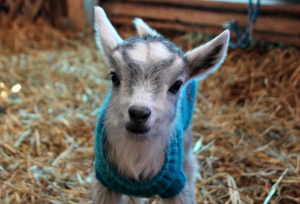 A smiling baby goat in a blue sweater.