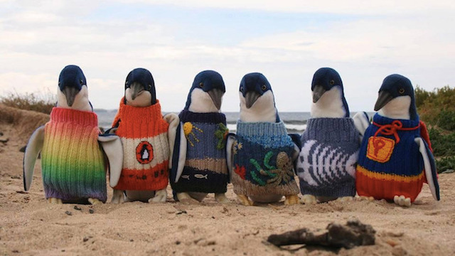 A group of penguins sport a variety of sweaters.