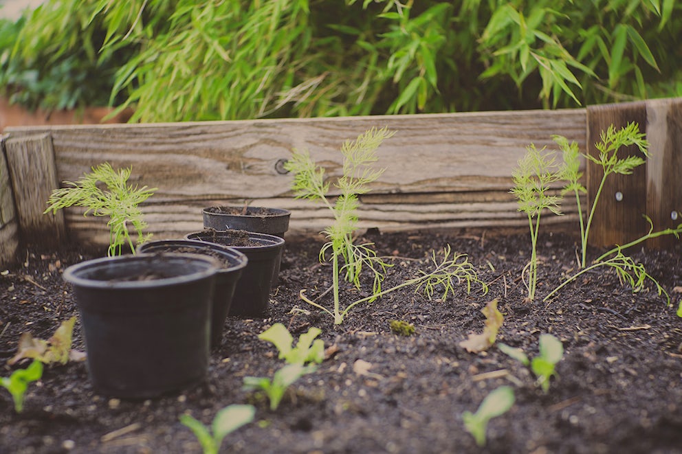 How to Grow Your Own Vegetables: A Very Short Guide for Distracted Gardeners