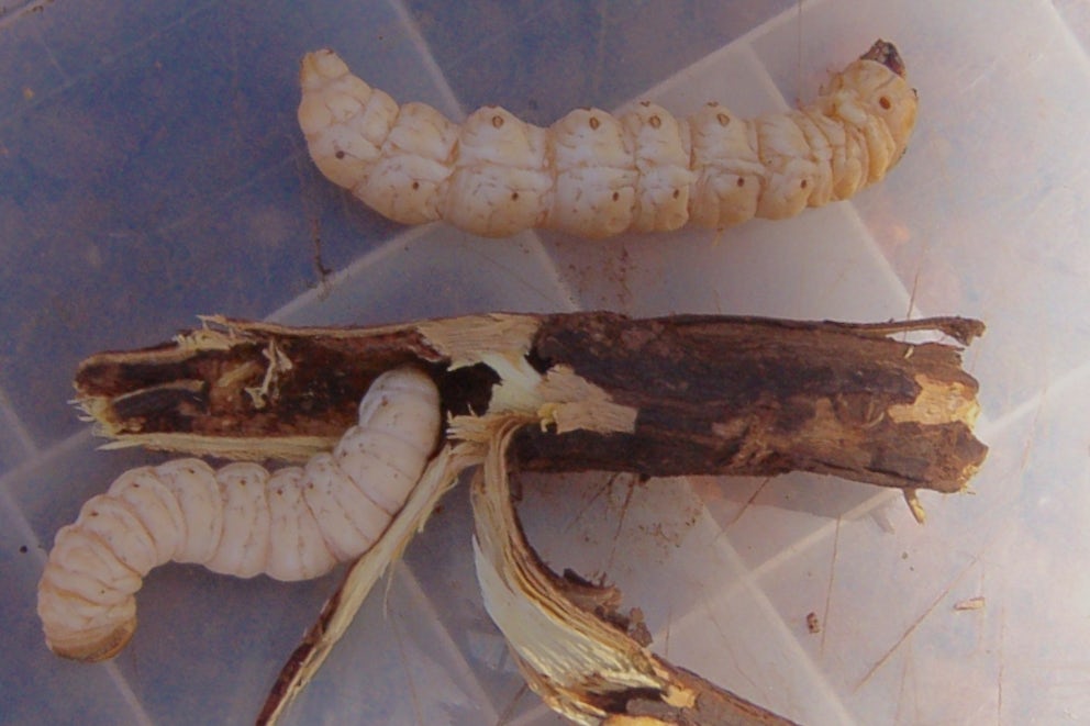 Bug Out On These Five Unusual Snack Ideas