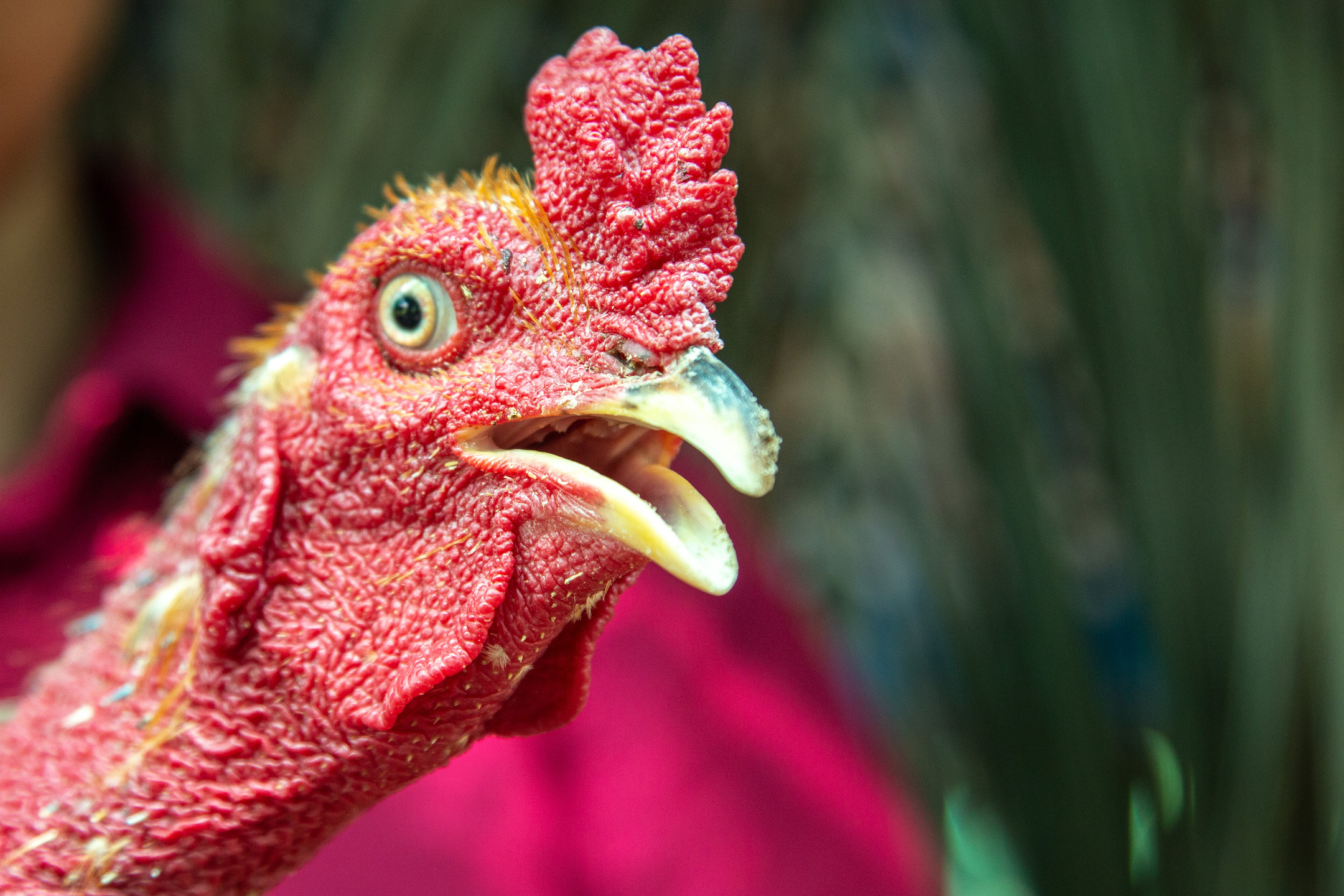 A close up shot of the head a chicken.