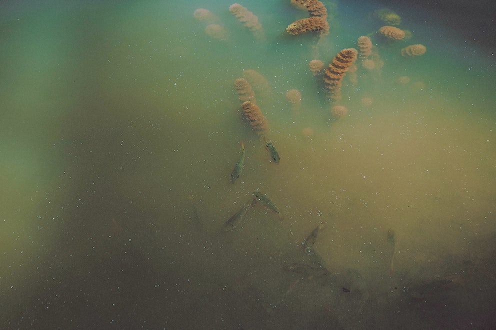 Wilbert's favorite thing about ponds? They're wonderful to look at. Image by Unsplash.