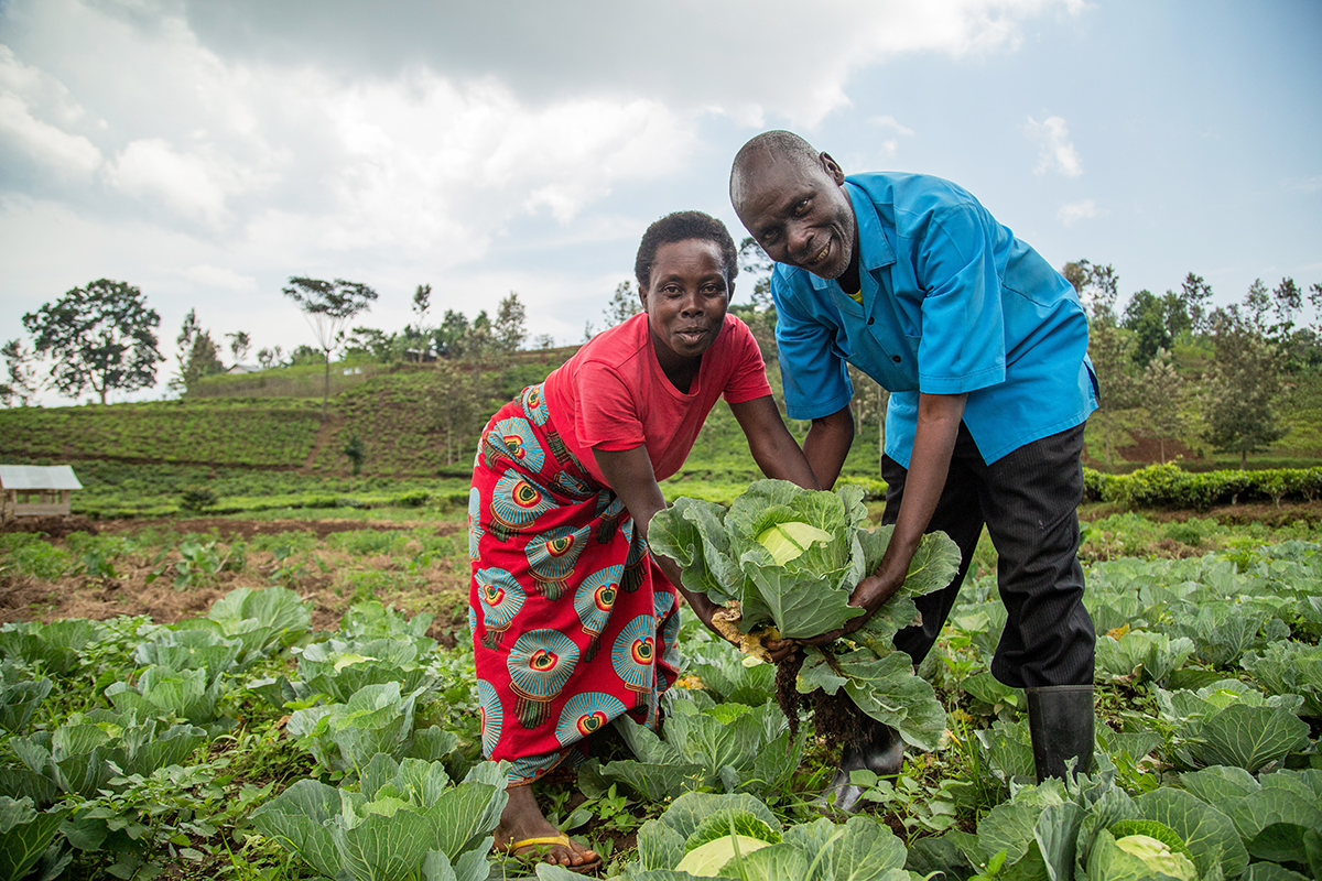 A man and woman stand smiling amongst a field of cabbage.