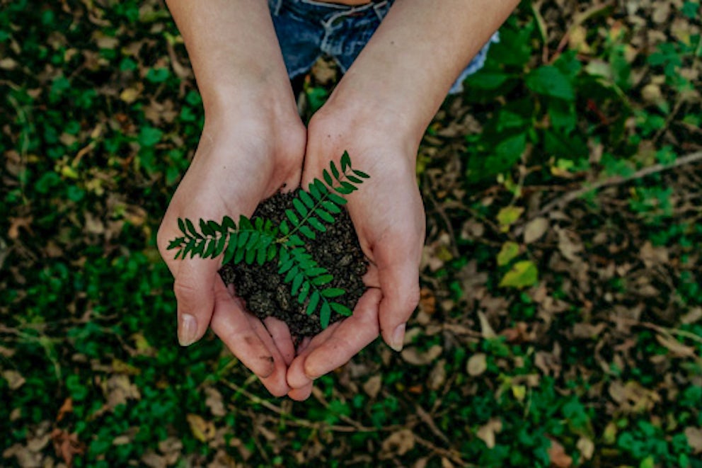 The Best (and Easiest) Trees To Grow In Any Space