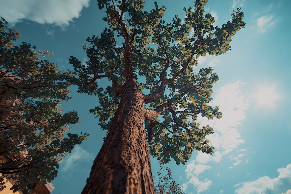 Enjoying a deep, cleansing breath of oxygen? Thank a tree.