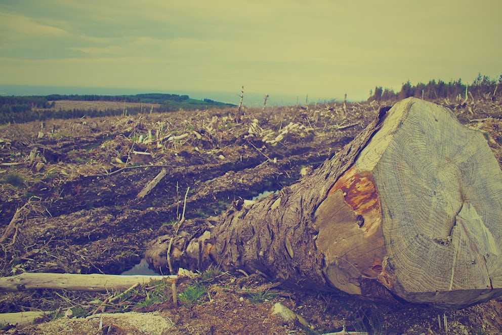 The most important reason you should plant trees? Forests are shrinking at an alarming rate.