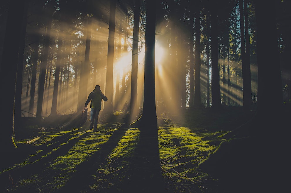 Feeling stressed? Spend some time around the trees!