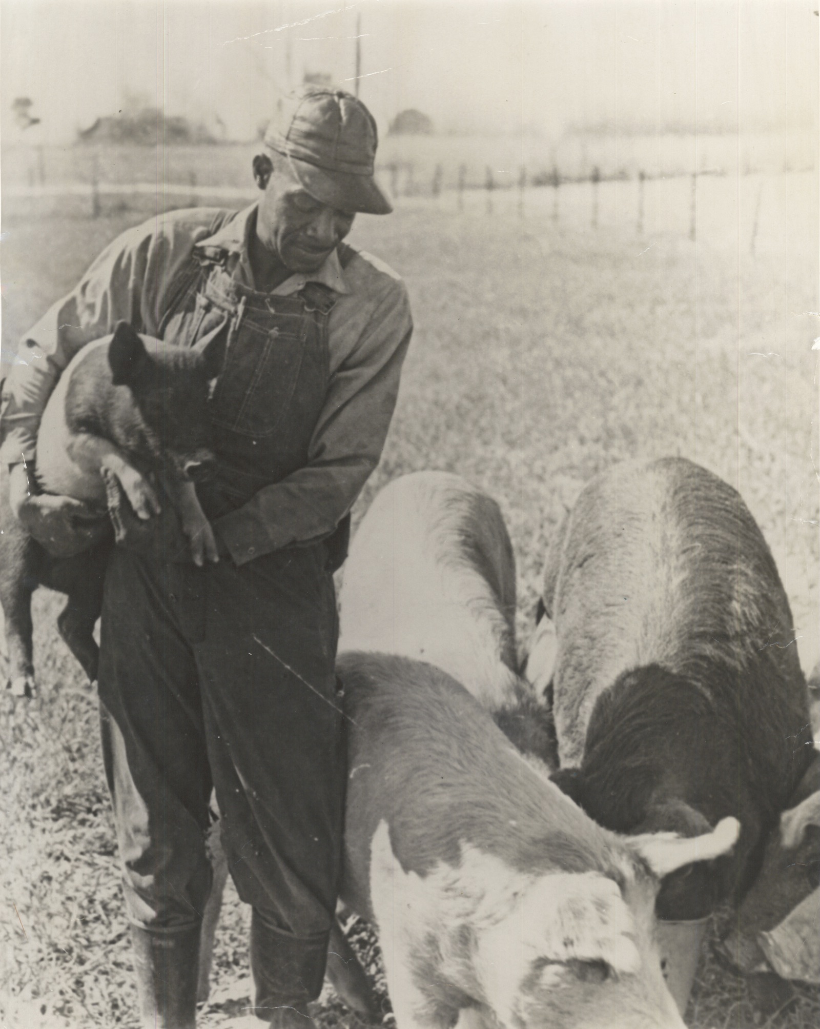 A farmer tends to his pigs in Prentiss, Mississippi