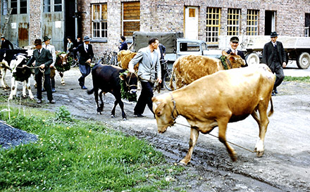 Animals arrive for distribution at Bruck Ahr.