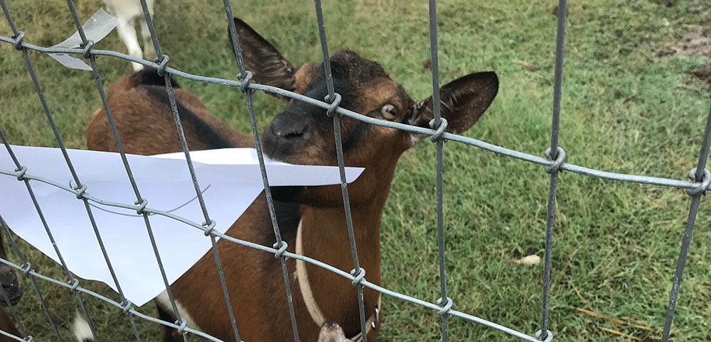 A goat eating the piece of paper.