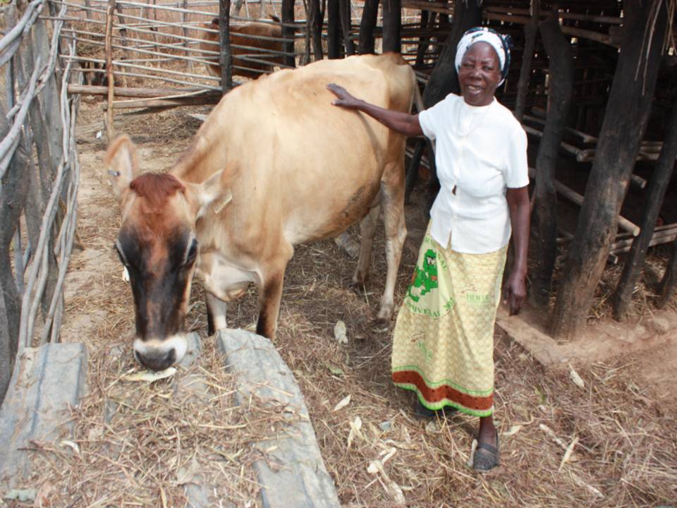Zambian Woman with Cow