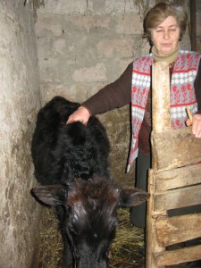 Tsitsino takes care of the calf.