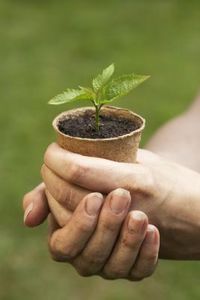 Plant in a small pot