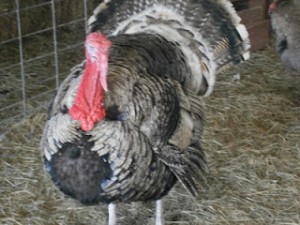 Turkey at Heifer Ranch