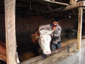 Mao Huanhuan is feeding cattle