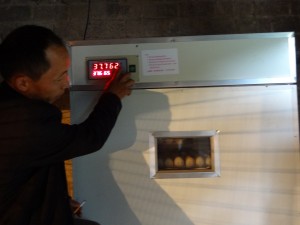 Zhang Hui managing the incubator