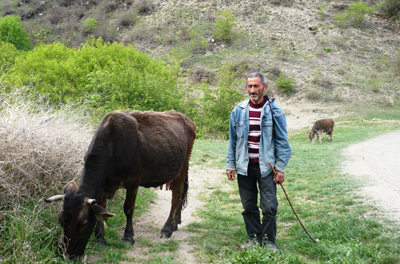 Vachagan Badalyan leads his cow back from pasture