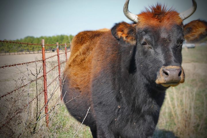 Jersey-red angus cross cow