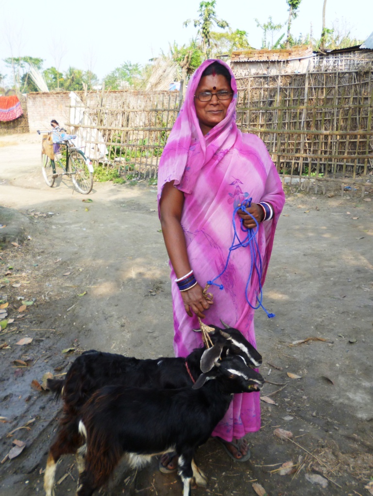 In Bihar, India, a woman poses with goats she received from Heifer International 