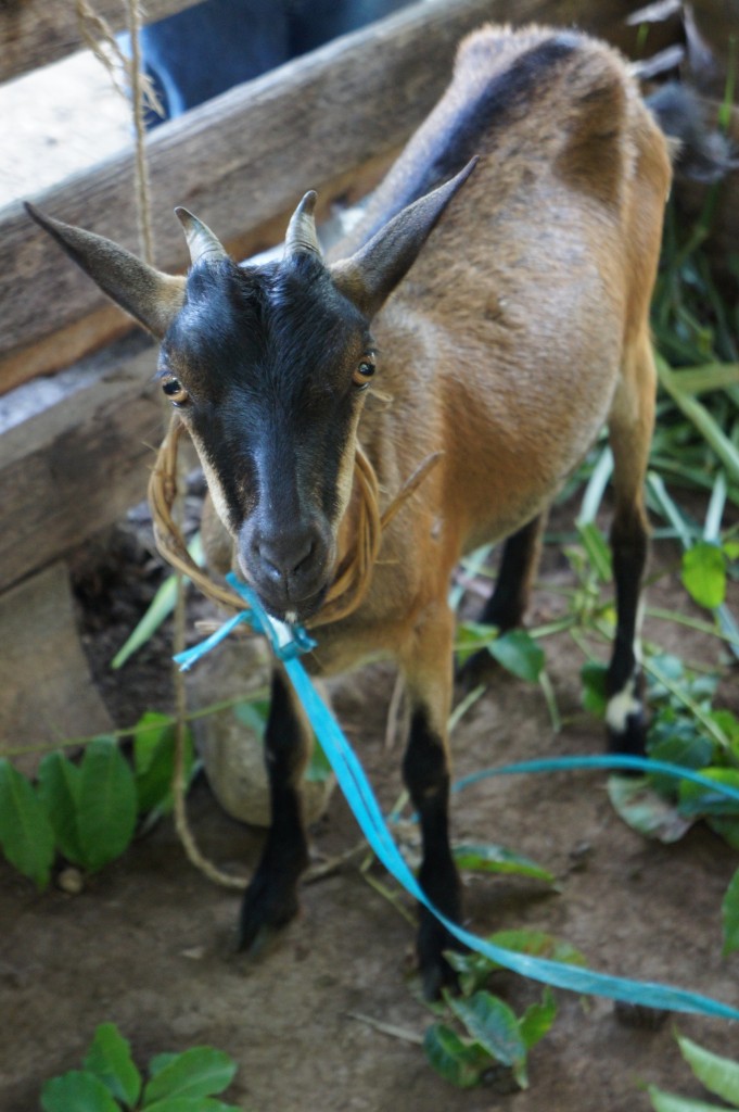 Goat in Maniche, Haiti