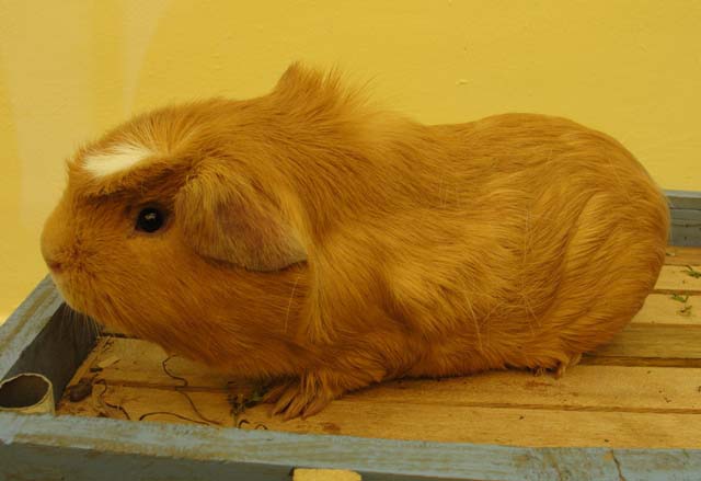 Award-winning guinea pig