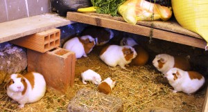 Inside the guinea pig shed