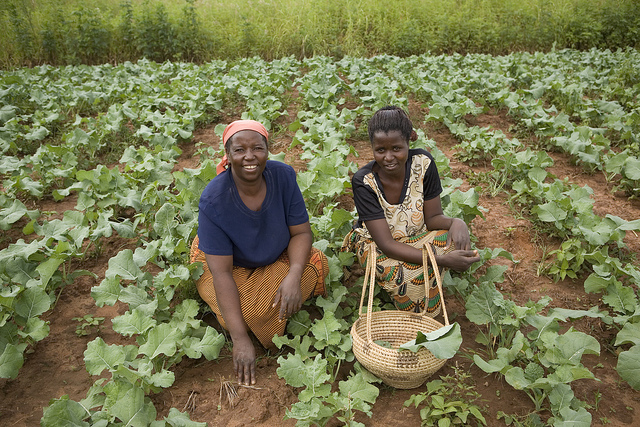Smallholder farmers in Zambia