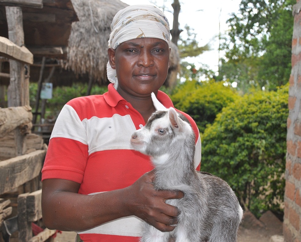 Goat on Tanzania farm