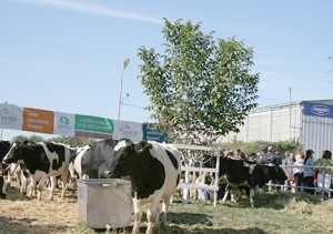 Heifer's Chance for All project launches in Zimnicea, Romania