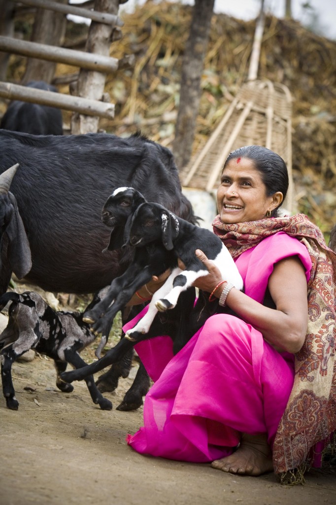 Livestock in Nepal