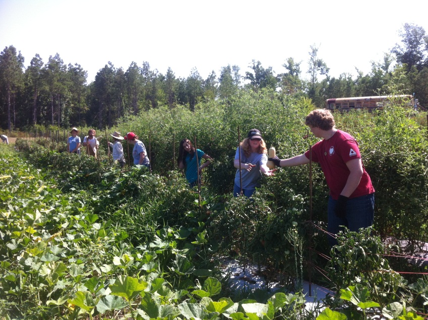 Harvesting day on a CSA is a group effort.